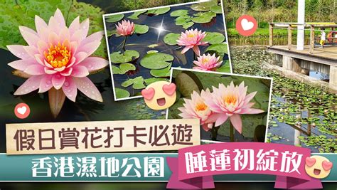 睡蓮 花式圖|香港濕地公園